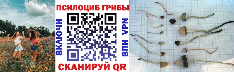 где найти наркотики  Ершов  hydra ССЫЛКА  Псилоцибиновые грибы MAGIC MUSHROOMS 